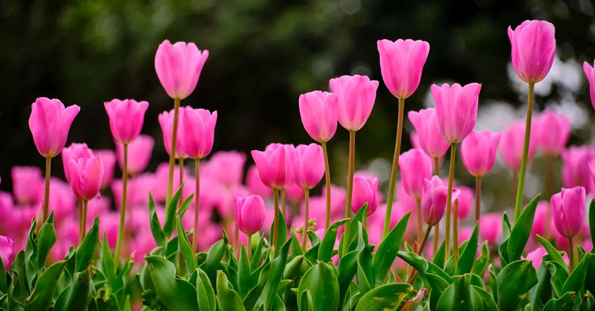 Jardinage tech : Les gadgets pour vos plantations