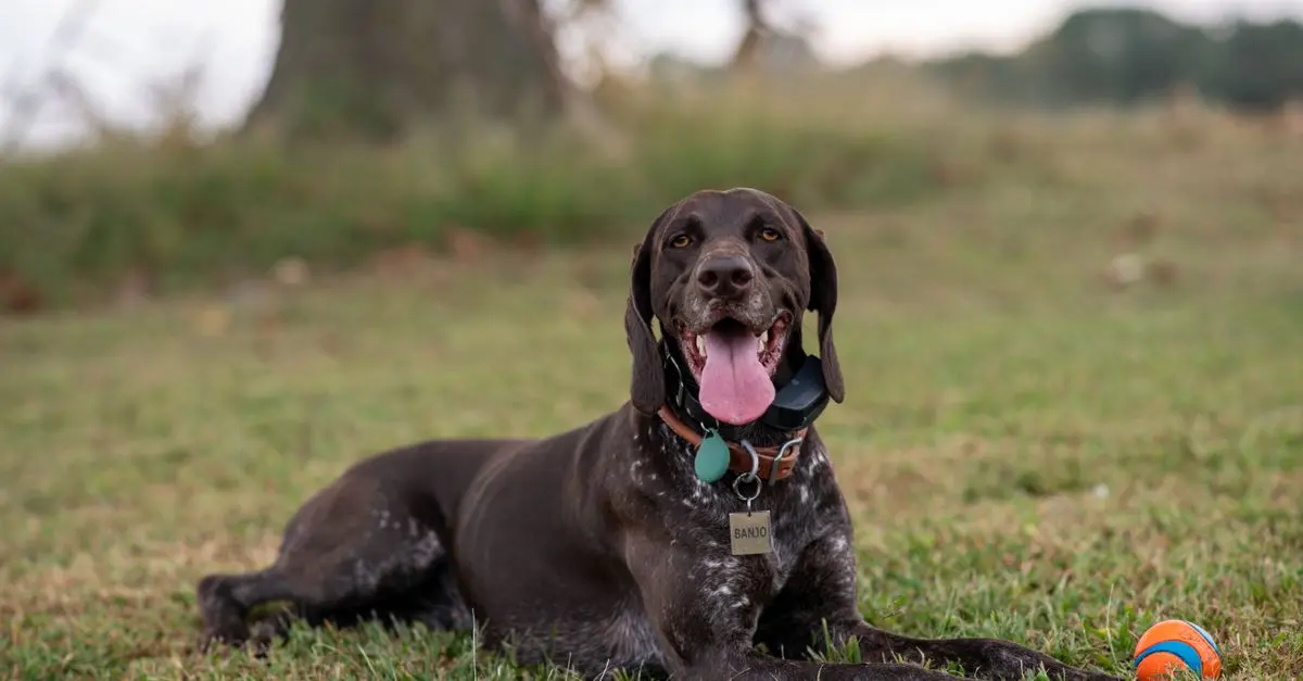 Comparatif des meilleurs trackers pour surveillance d'animaux