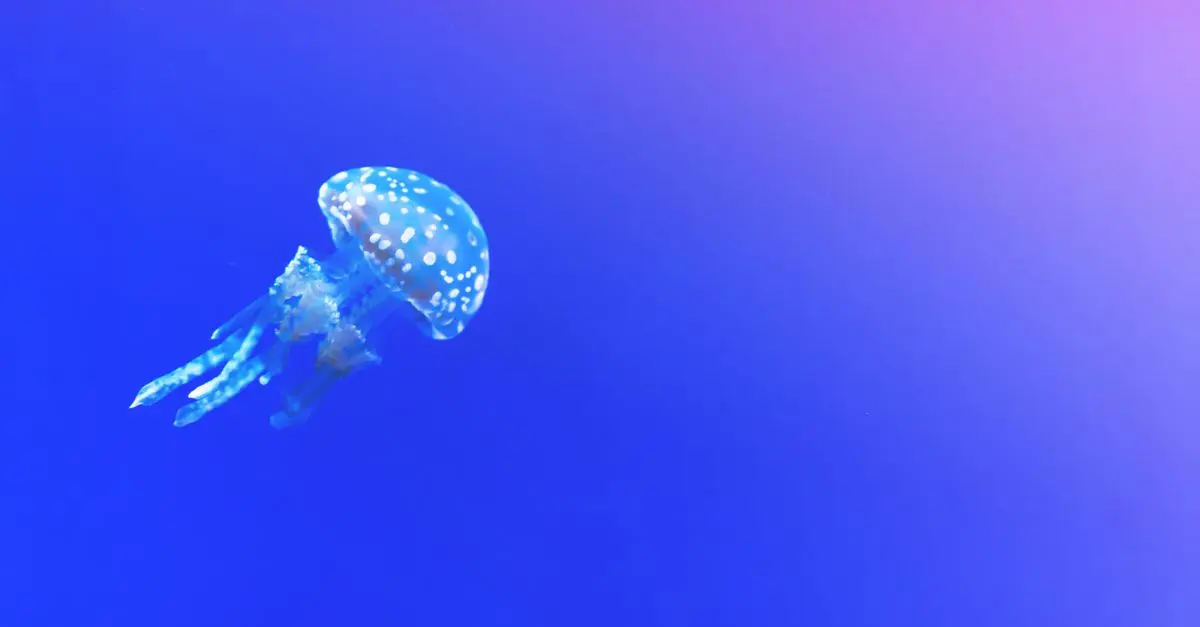 La révolution des gadgets aquatiques de loisir